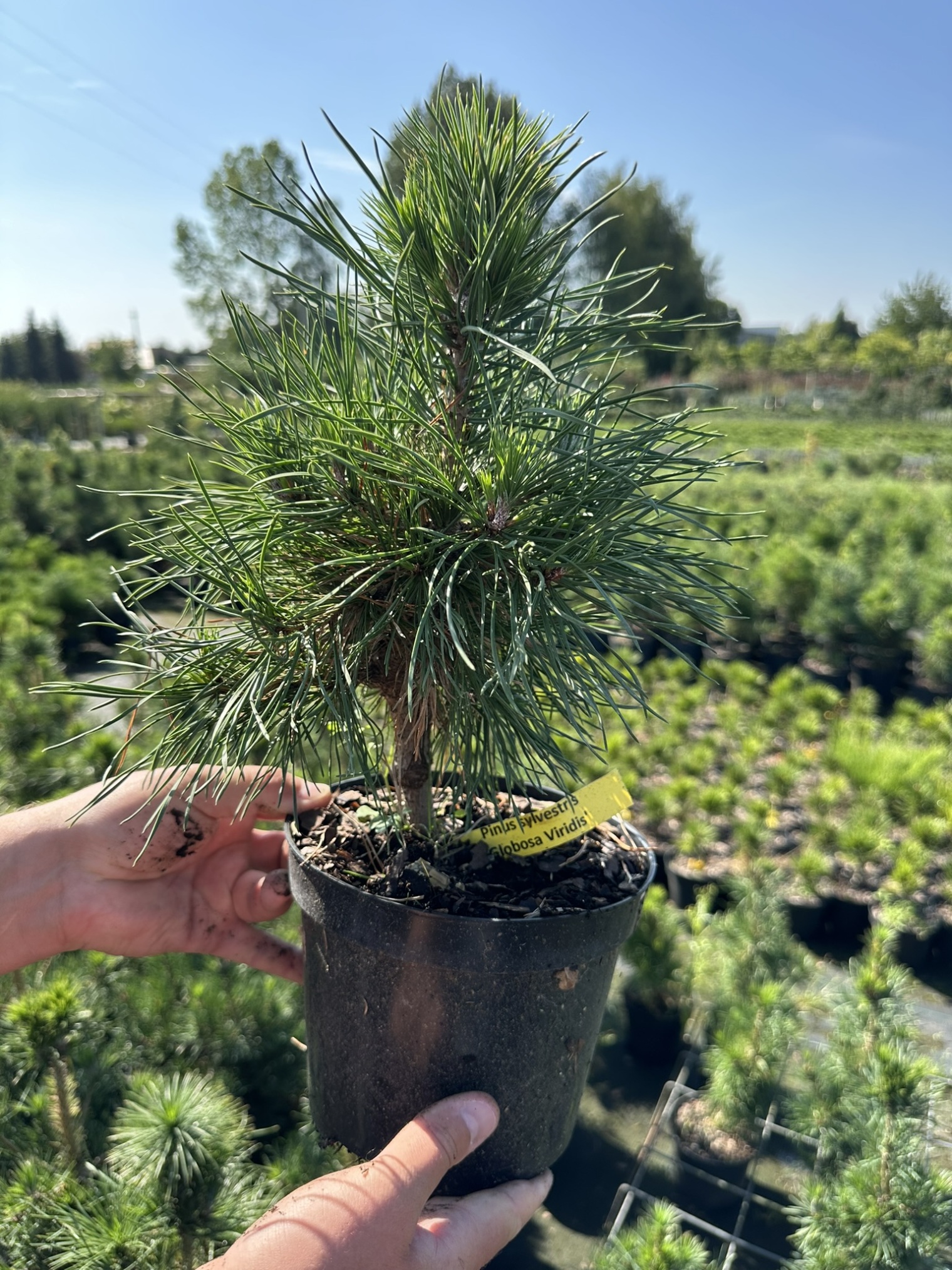 Сосна обыкновенная Глобоза Виридис